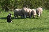 BORDER COLLIE - MOUTONS 110